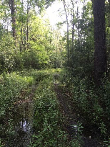 Affordable Hunting Tract Near Tallahassee: US 90, Monticello , FL 32344